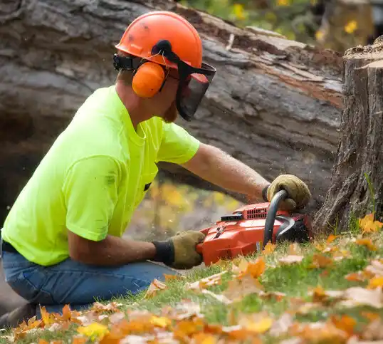 tree services Mexico